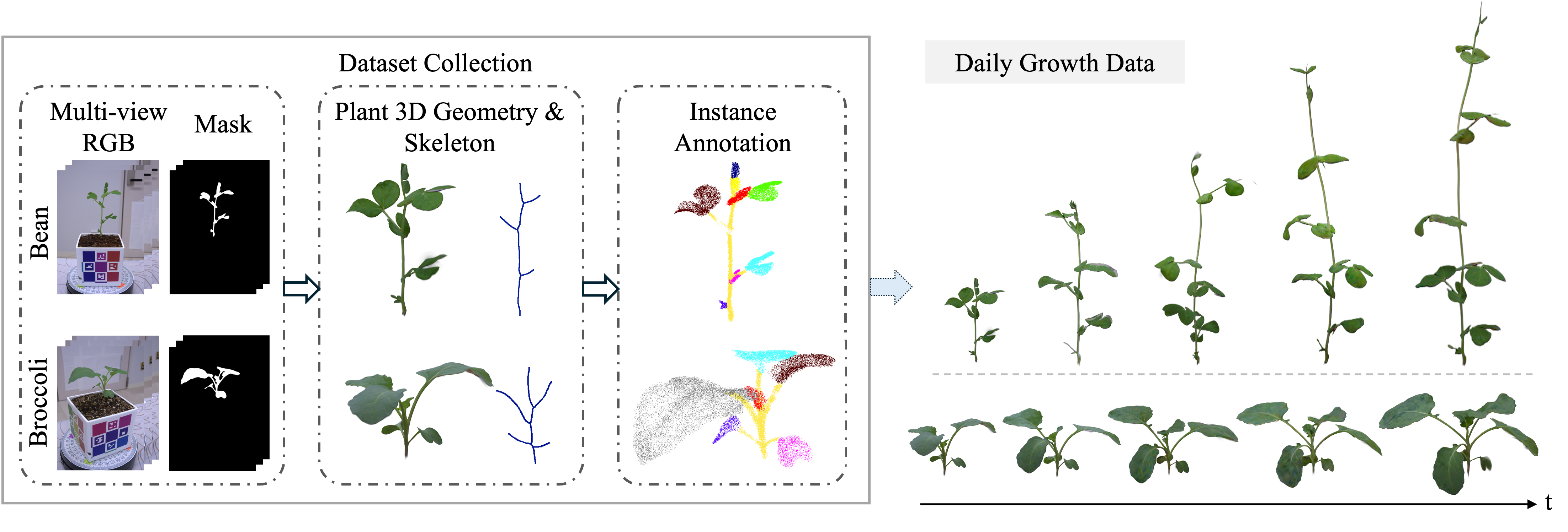 Data collection pipeline for bean and broccoli over ten days.